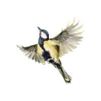 Illustration: eine Kohlmeise im Flug