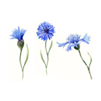 Illustration: Kornblumenblüten