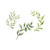 Illustration: verschiedene Stengel mit Blättern