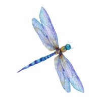 Illustration: eine Großlibelle im Flug