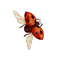 Illustration: ein Marienkäfer im Flug