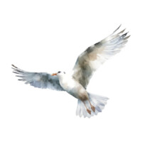 Illustration: eine Möwe im Flug