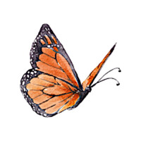 Ein Schmetterling im Flug