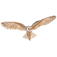 Illustration: eine Schleiereule im Flug