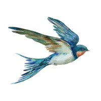 Illustration: eine Schwalbe im Flug