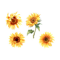 Illustration: Blüten von Sonnenblumen