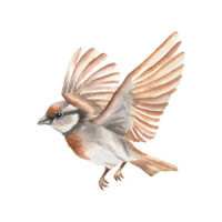 Illustration: ein Spatz im Flug