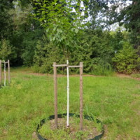 Ein neu gepflanzter Obstbaum