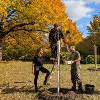 Drei Menschen pflanzen einen Baum