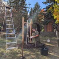 Eine Stütze aus drei Pfählen um einen neugepflanzten Baum wird installiert