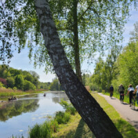 Eine Birke am Rand des Finowkanals