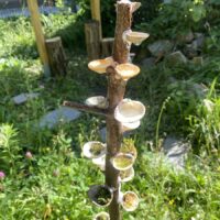 Eine Reihe von nach oben offenen Muscheln, an einern Holzstock geklebt