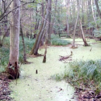 Ein Tümpel in einem Waldgebiet