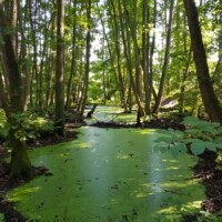 Ein von Wasserlinsen bedeckter Tümpel im Wald