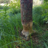 Ein vom Biber angefressener Baumstamm