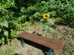 Eine Bank mit einer Sonnenblume dahinter
