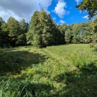 Eine ungemähte Wiese mit Seggen
